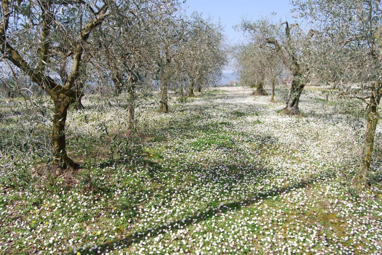 Bilocale Verde Umbria Montecastrilli Εξωτερικό φωτογραφία